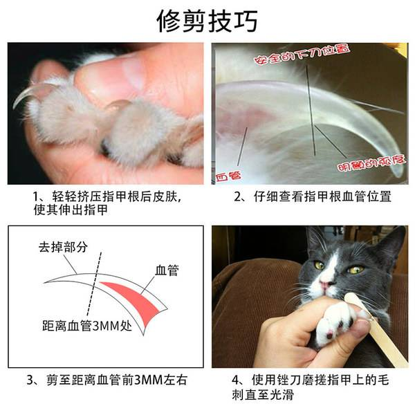 猫咪指甲厚，特点详解、护理指南与注意事项