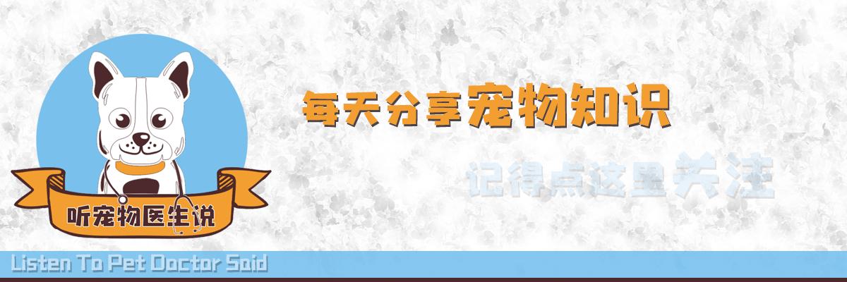 狗狗螨虫治疗与护理全面指南，应对狗狗螨虫病症的策略