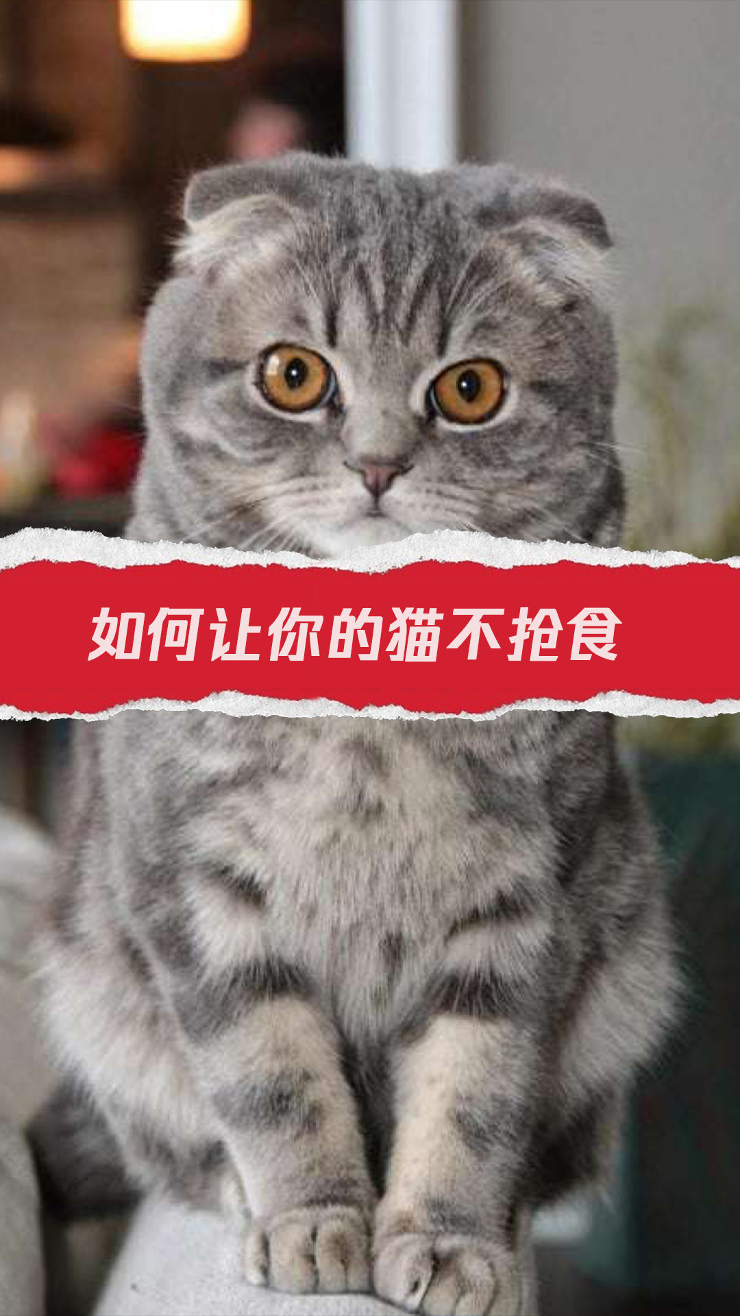 训练猫咪避免抓人的技巧和方法